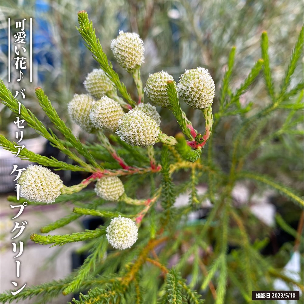 激安通販ストア バンクシア メンジーシー 6号 植物/観葉植物