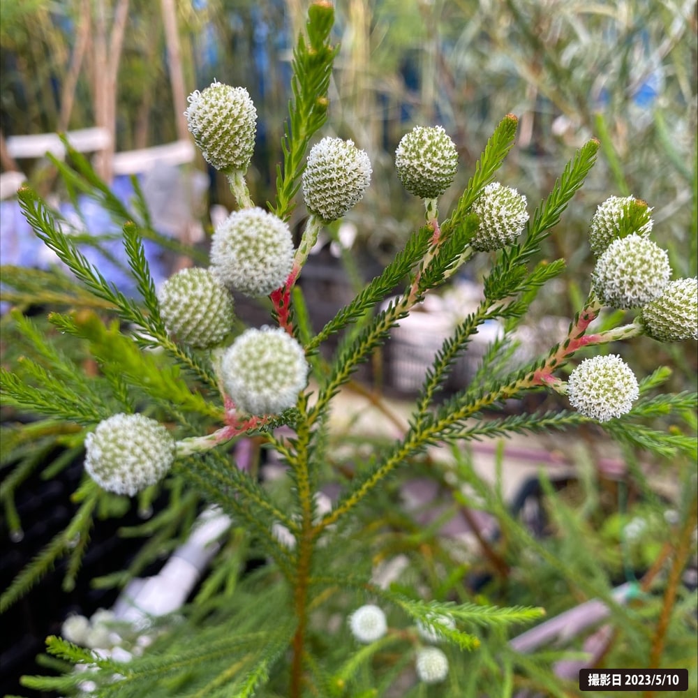 楽天市場】【ロンギシマム】 ダシリリオン 耐寒性南欧風プランツ