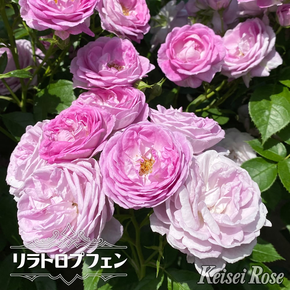 https://item.rakuten.co.jp/hana-online/rose_milfi-yu02/