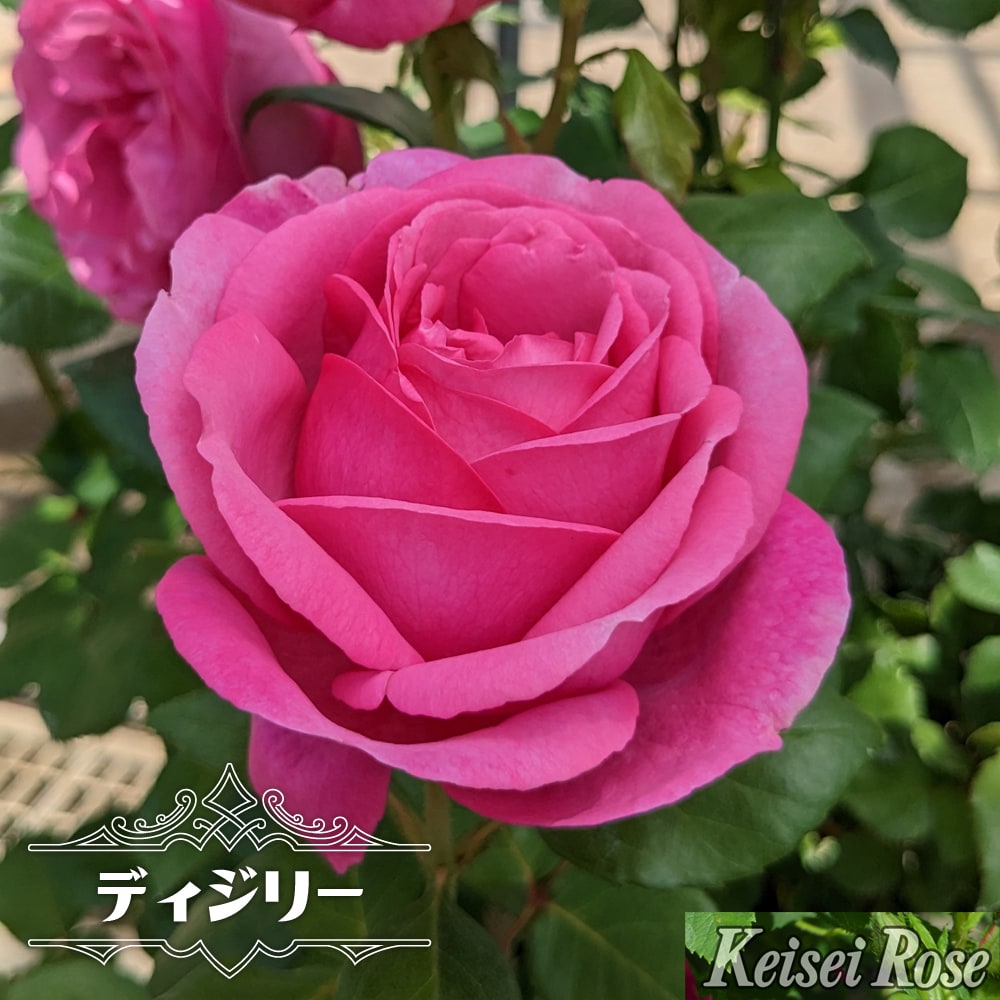 「ベティ」切り花品種バラ苗　レアバラ　2点 ベティ」切り花品種バラ苗 レアバラ 2点 ベティ様専用」切り花品種バラ