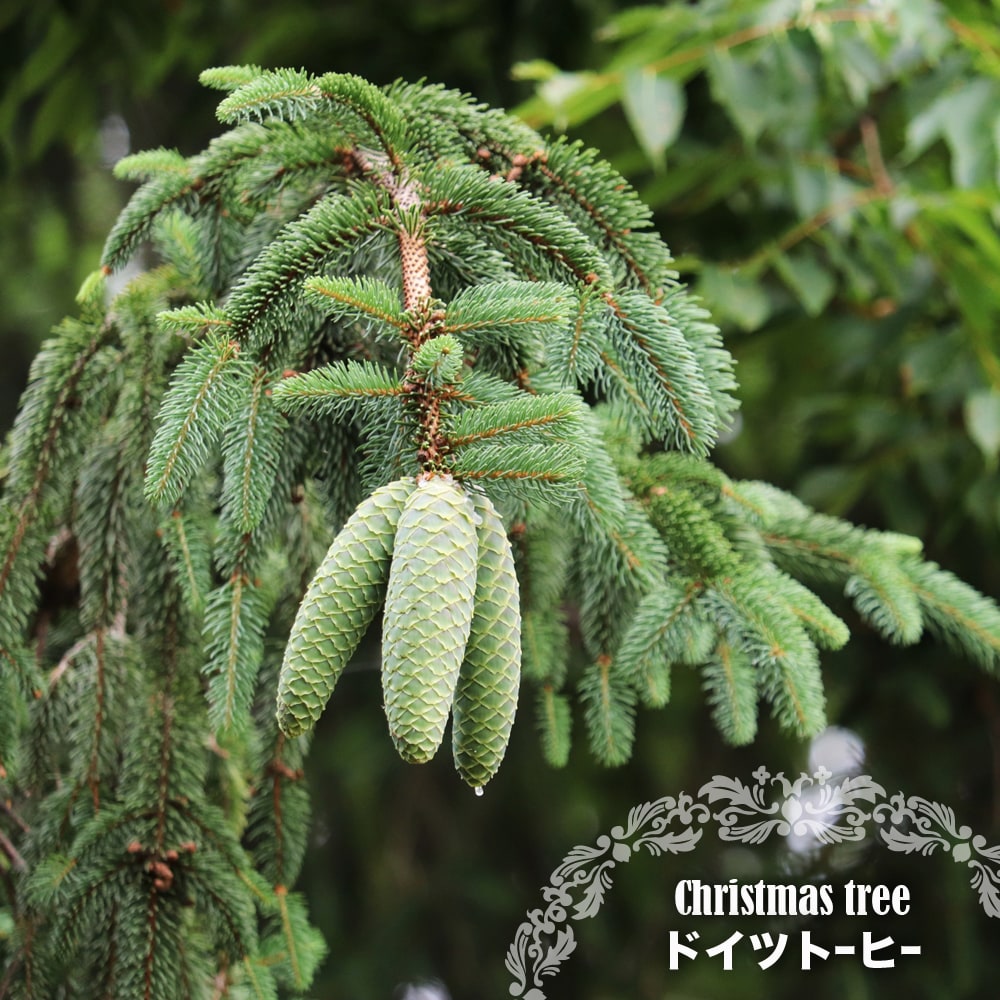 楽天市場】もみの木 苗 【ウラジロモミ】 約1.0m 根巻き苗 クリスマス