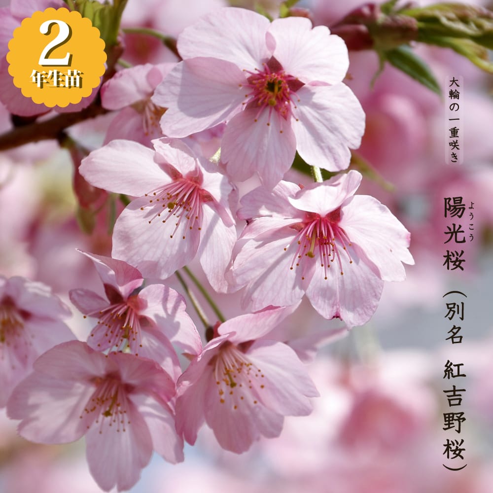 さやま桜様 ChuanHouse | Sakura 桜 🌸 #osaka #狭山池公園 #狭山市 | Instagram