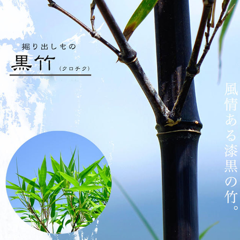 【楽天市場】黒竹(クロチク) 株立根巻き苗(三本立ち) 【大型宅配便】 北海道・沖縄・離島不可:苗木部 by 花ひろばオンライン