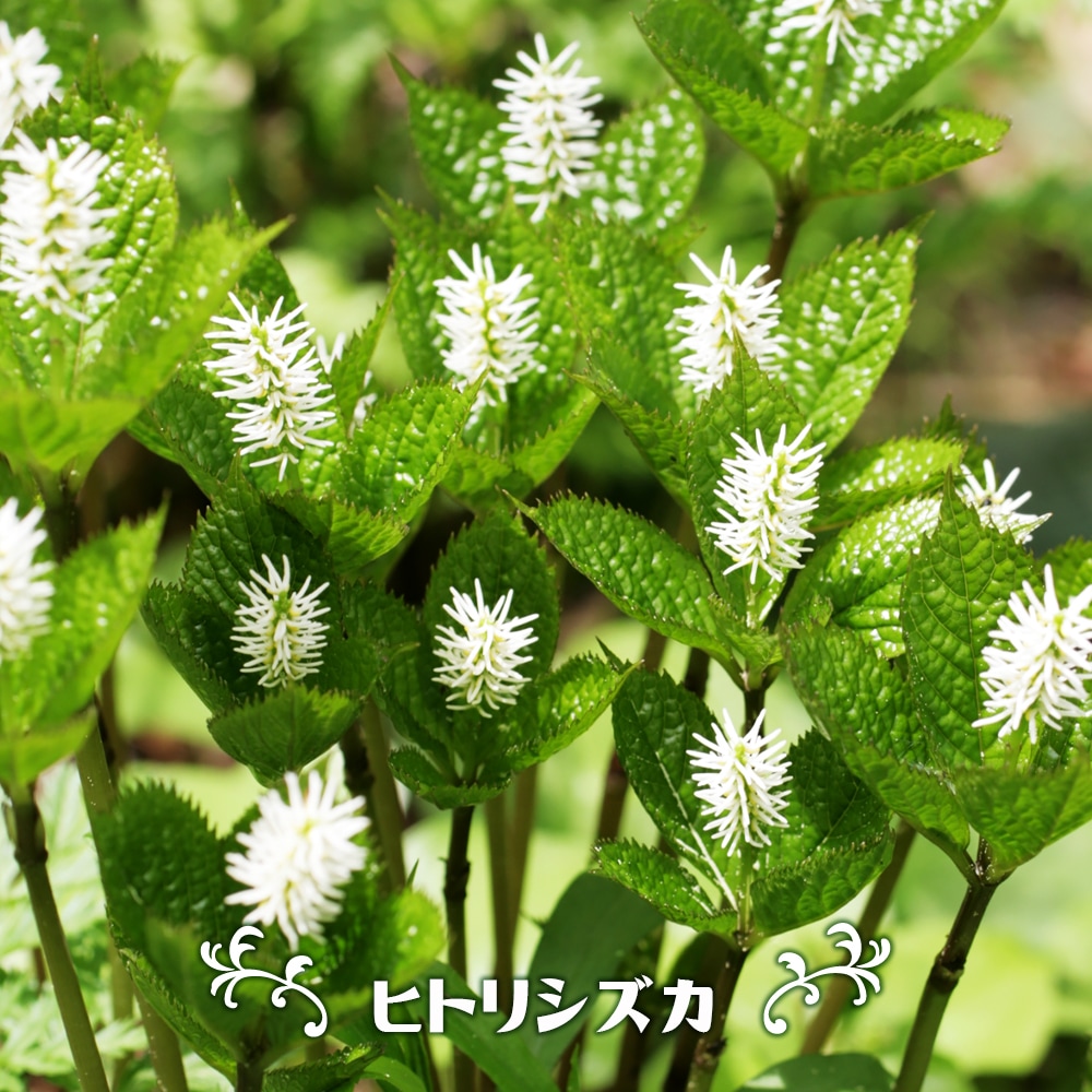 ヒツジグサ　大株 楽天市場】ヒツジグサ 開花大株 5号【夏～秋の水生植物】【好日