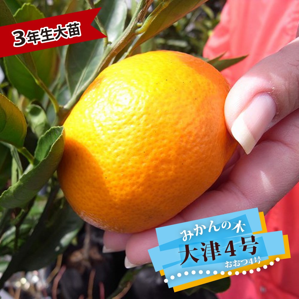 無農薬 青島みかん（晩生温州） 果樹 特大株