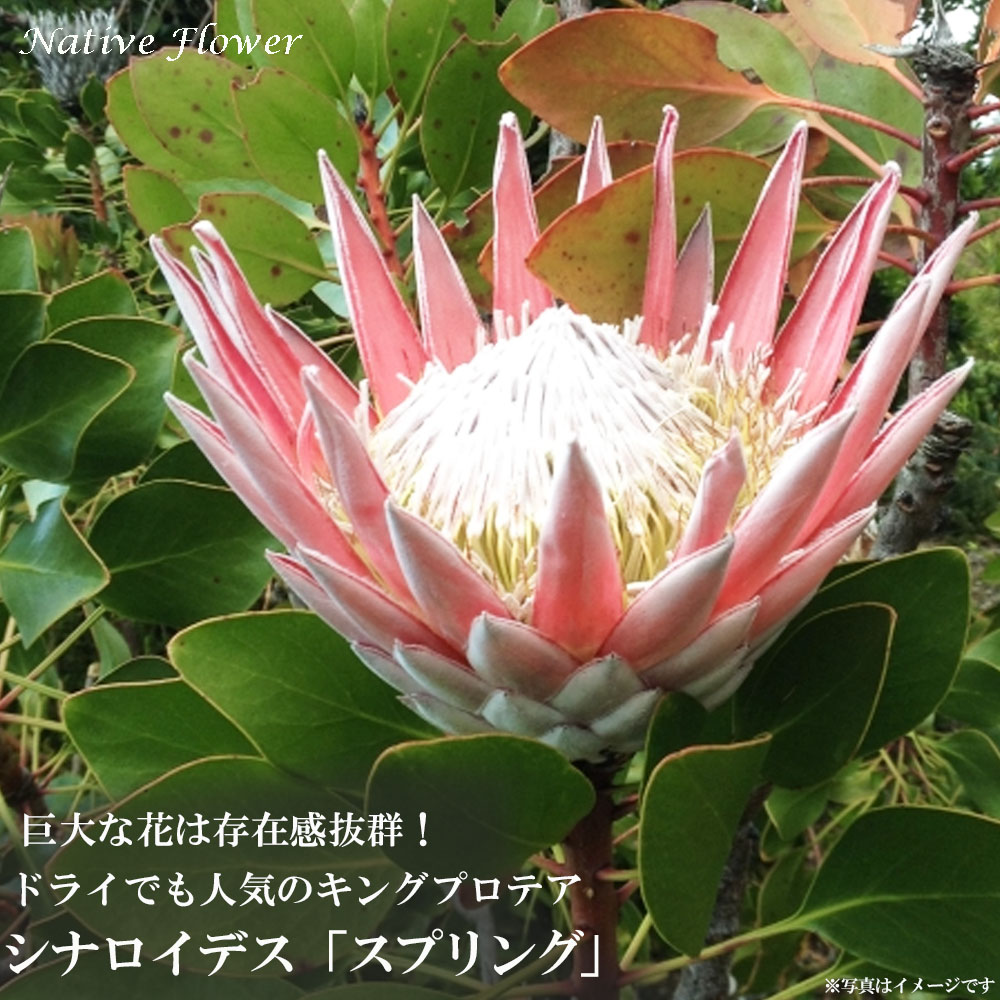 楽天市場】プロテア エキシミア ネイティブプランツ 鉢植え 庭木 楽天市場】プロテア エキシミア ネイティブプランツ 鉢植え 庭木