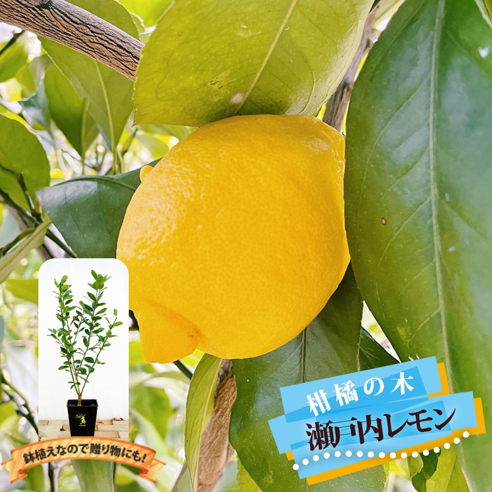 無農薬レモンの葉 葉っぱ 10枚のみ - 飼育用品