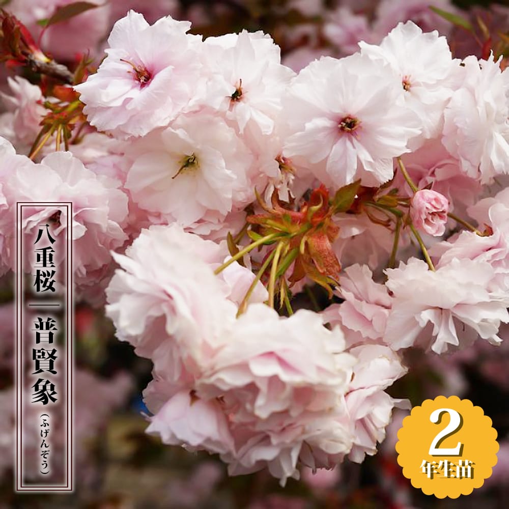 楽天市場】八重桜 【普賢象】 1年生接木苗 【予約販売】12月〜翌年1