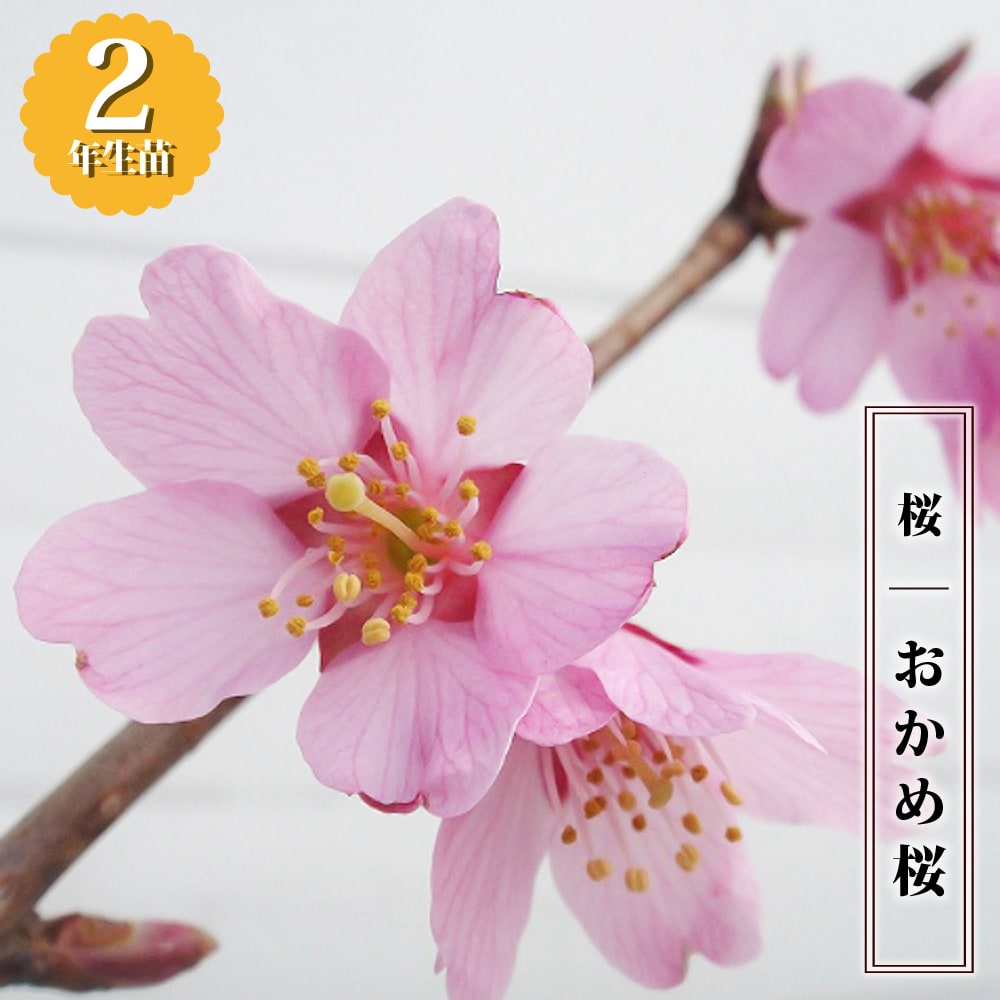 鈴木米子、【農大の桜咲く公園】、希少な額装用画集より、美品、新品額装付 鈴木米子、【農大の桜咲く公園】、希少な額装用画集より、美品
