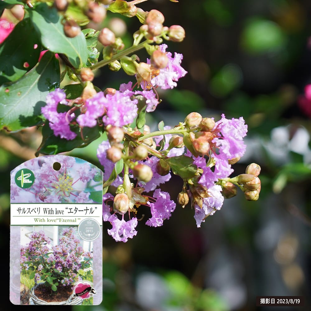 2セット／サルスベリ ぺチートサンシャインプラム／ブラックパール ライトピンク 楽天市場】【選べる品種】矮性サルスベリ ペチートサンシャイン