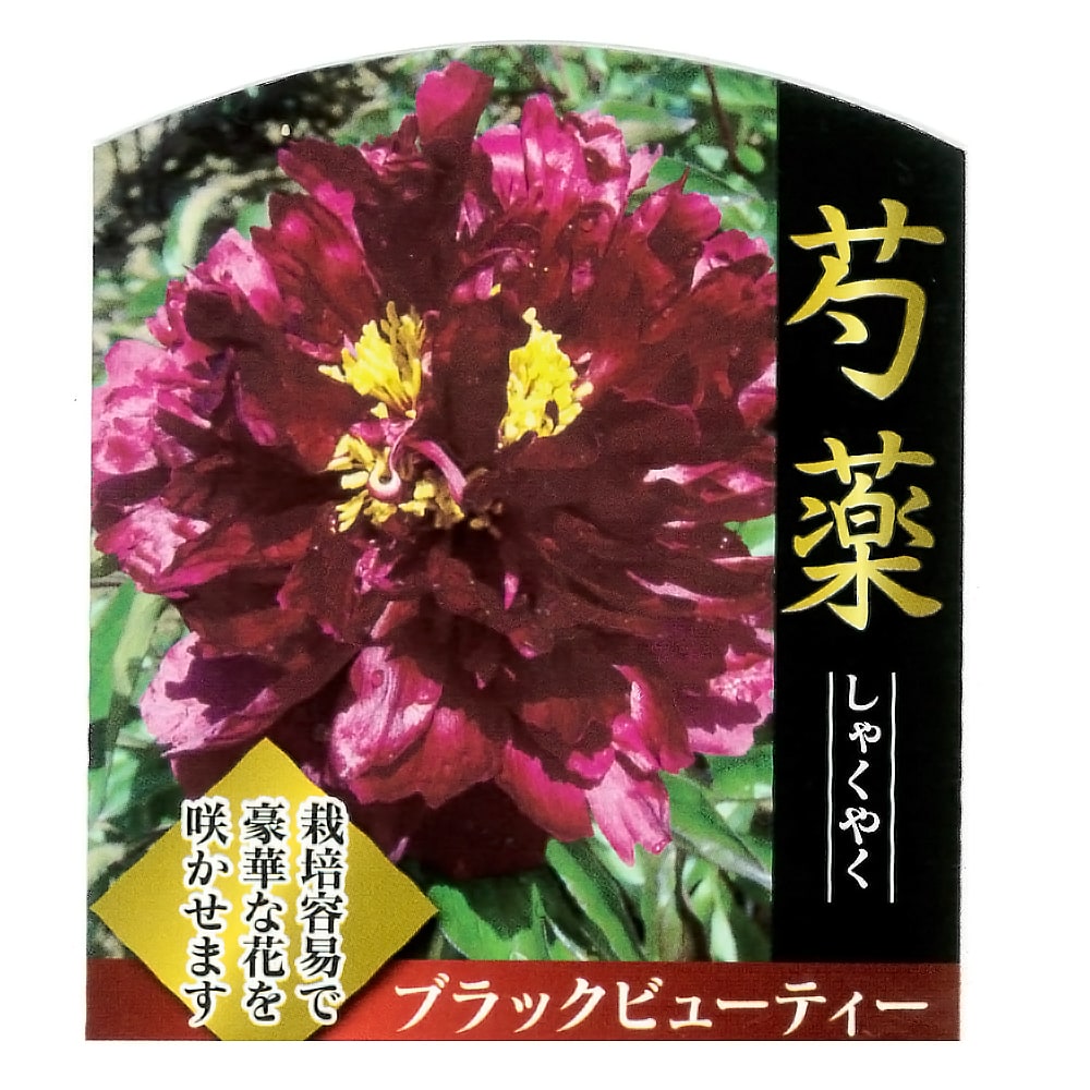 楽天市場】芍薬 【ポーラフェイ】 4号ポット苗 : 苗木部 by 花