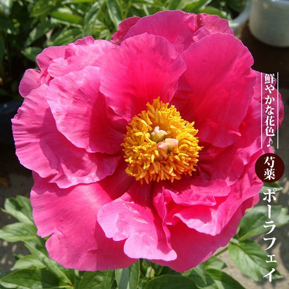 陶板　芍薬の花 最安値 陶板 芍薬の花 絵画 - 絵画