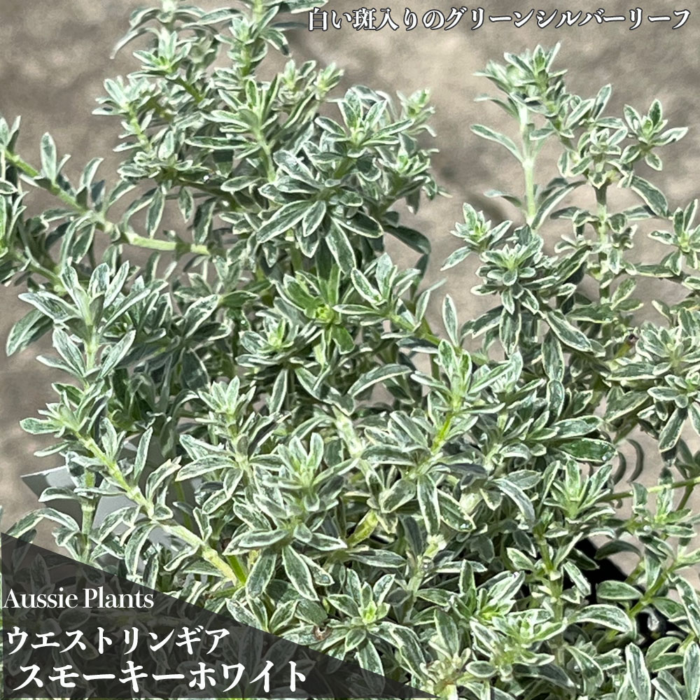 楽天市場】フユザンショウ 【斑入】 3.5号ポット苗 挿し木