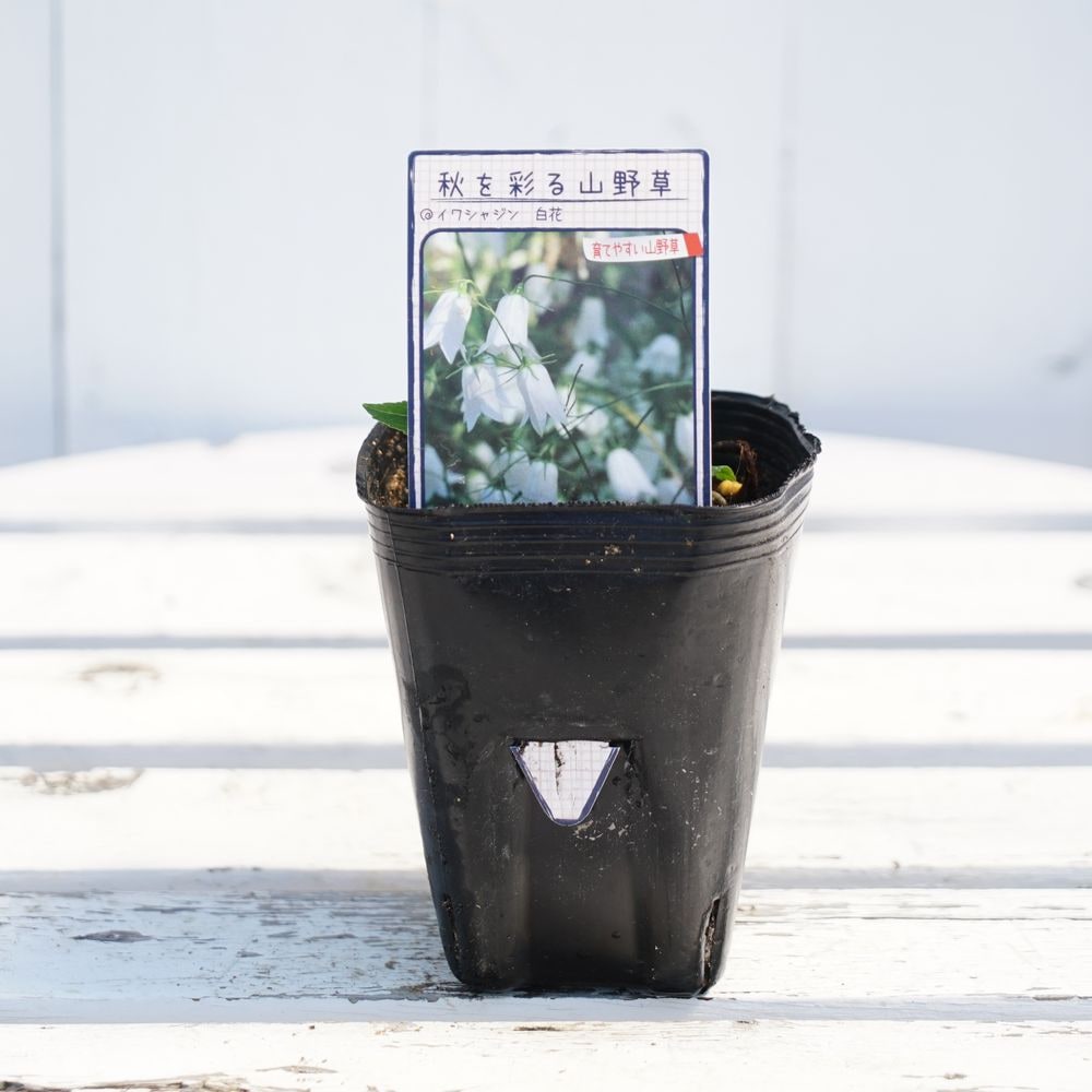 楽天市場】マツモトセンノウ 白花 ポット苗 【予約販売】4～5月頃入荷