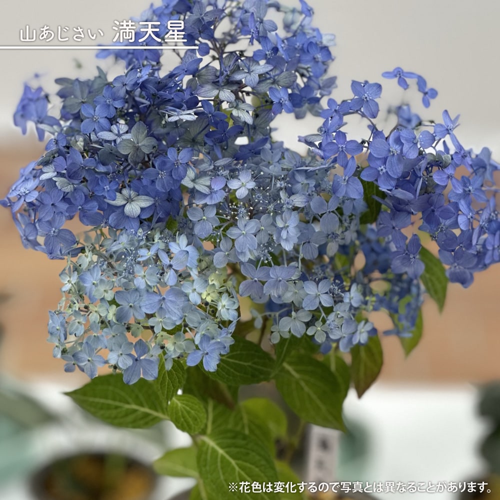 楽天市場】八重咲きアナベル 【ヘイズスターバースト】 3号ポット苗