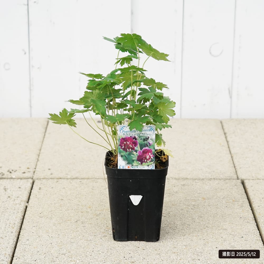 楽天市場】ブラヘア 【クララ（アイシーブルー）】 実生 2号ポット苗