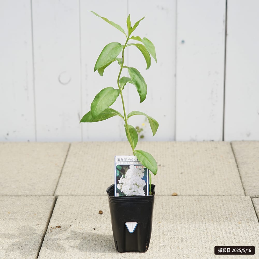 楽天市場】フロックス 【ライトピンク】 4号ポット苗 : 苗木部 by 花