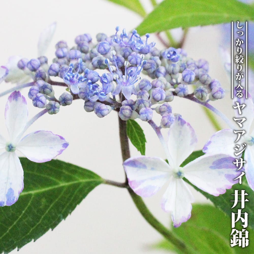 楽天市場】紫陽花 ヤマアジサイ 【久住の絞り】 3号ポット苗 : 苗木部