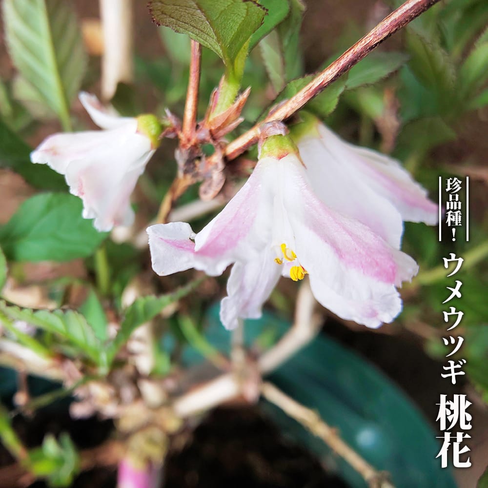 楽天市場】ヤマツツジ 【純白花】 3.5号ポット苗 挿し木 【ハナ