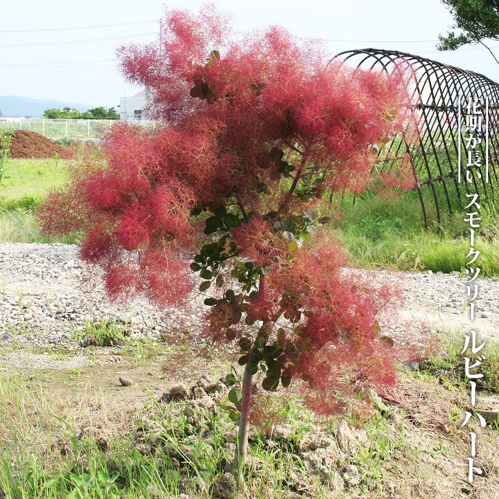 楽天市場】スモークツリー 【ルビーハート】 7号鉢植え : 苗木部