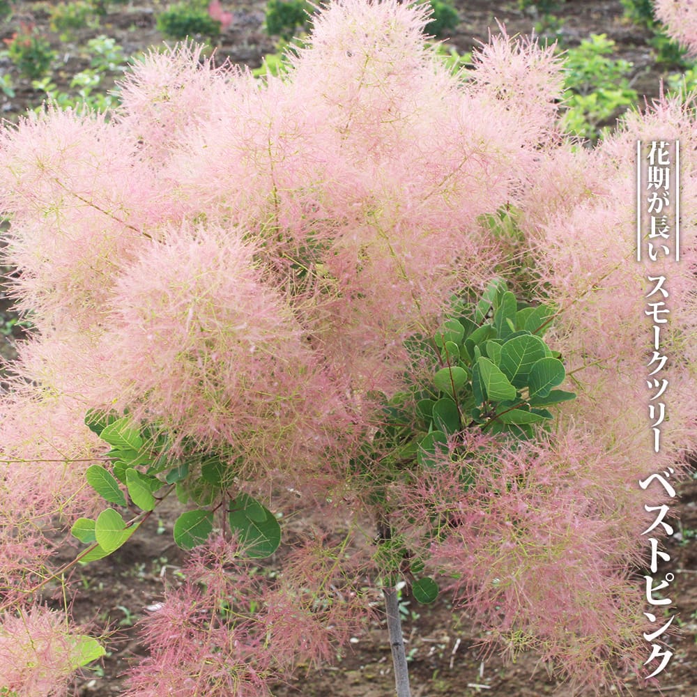 かん椿スモークツリー 000000095228-01-l.jpg?t=