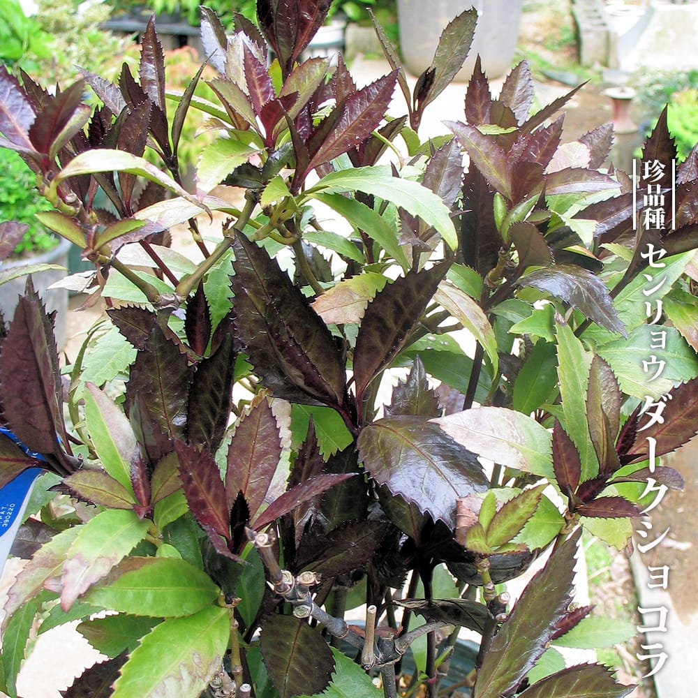 楽天市場】ツルコウジ 3号 ポット苗 : 苗木部 by 花ひろばオンライン