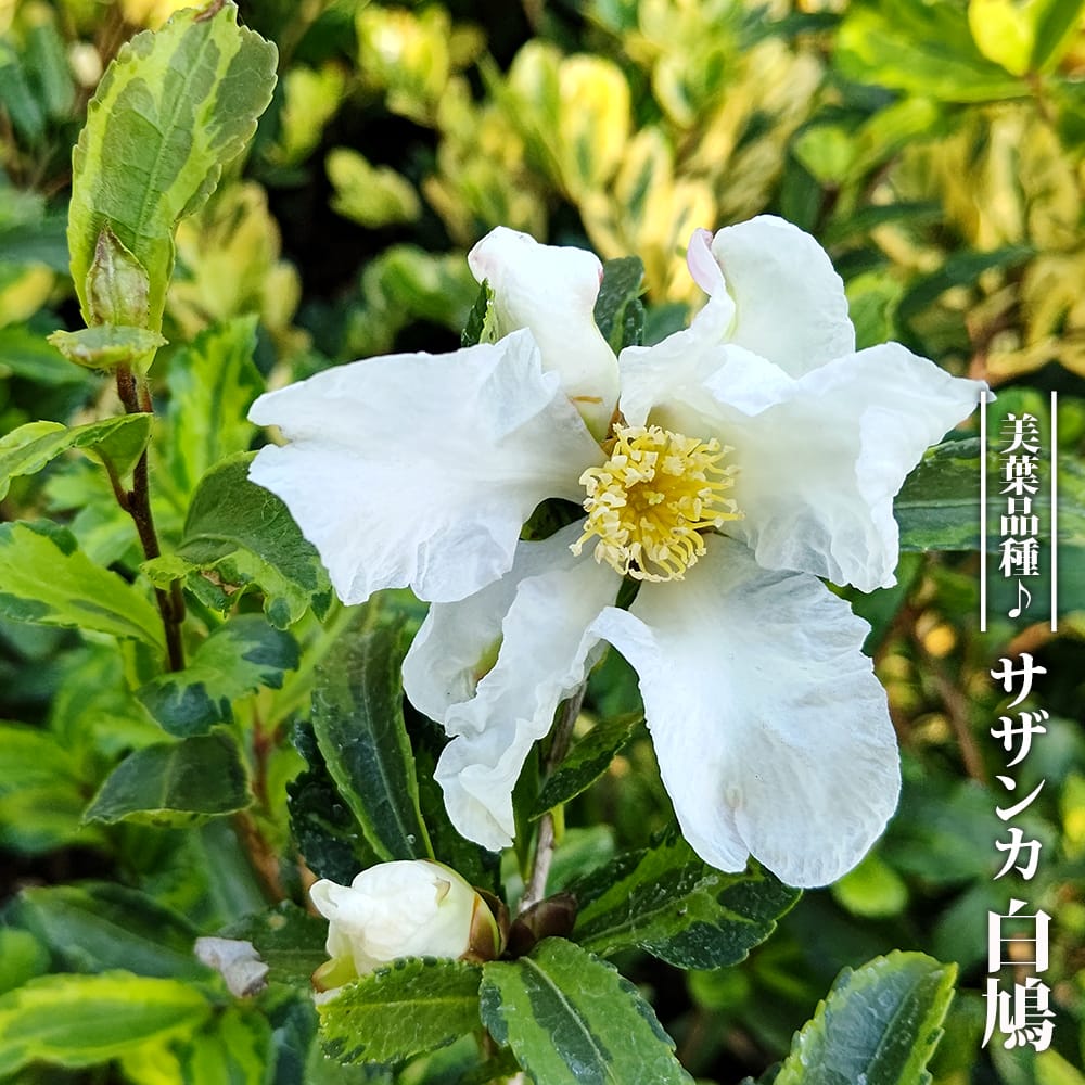 楽天市場】【斑入り】 さざんか 3.5号ポット苗 挿し木 【ハナ