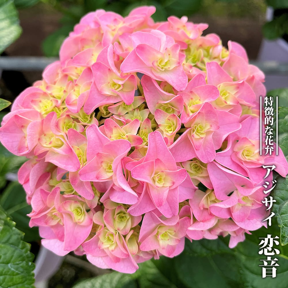 楽天市場】紫陽花 ガーデンアジサイ 【ウェディングブーケ】 5号