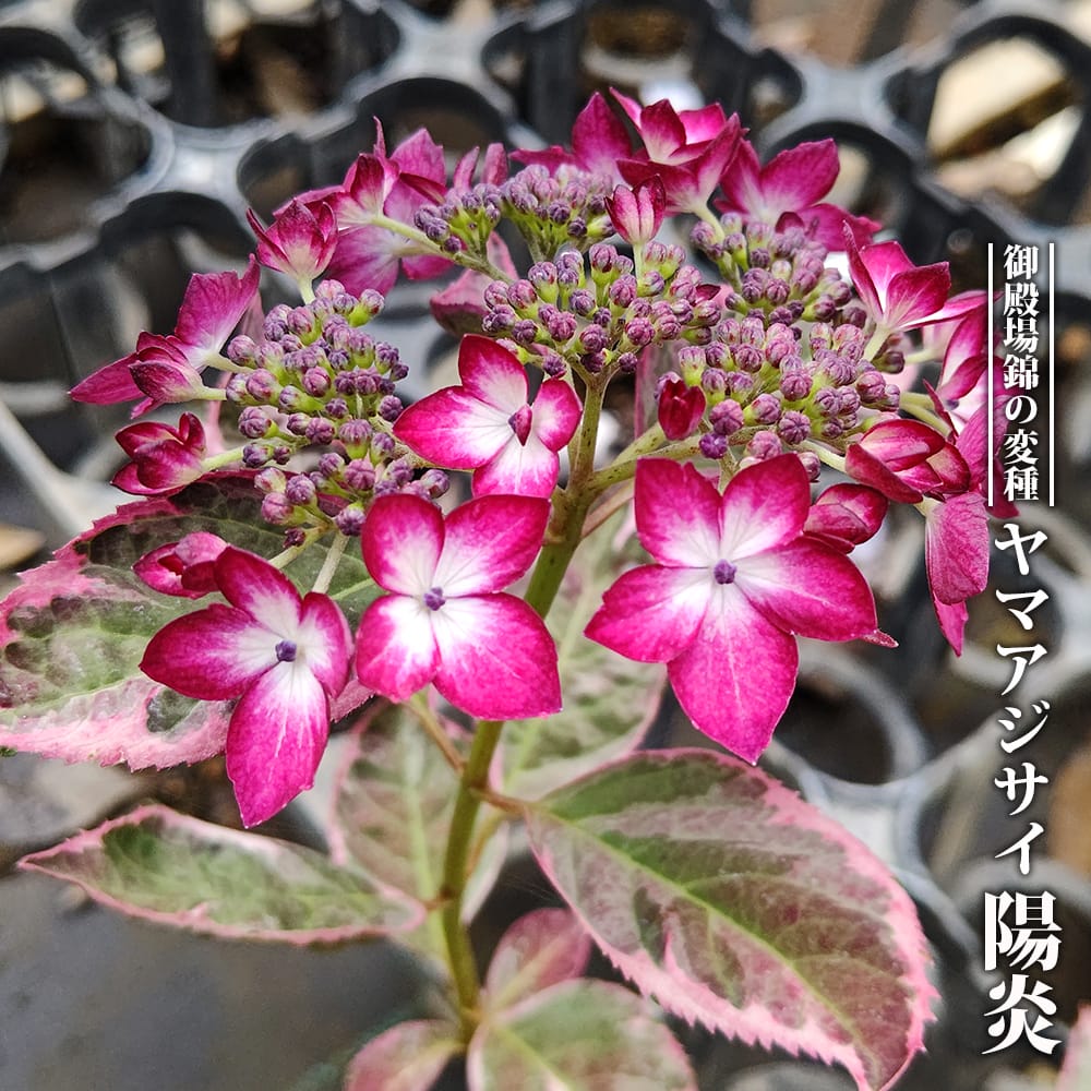 楽天市場】紫陽花 アジサイ 【凰龍 （オウリュウ）】 3号ポット苗 PVP