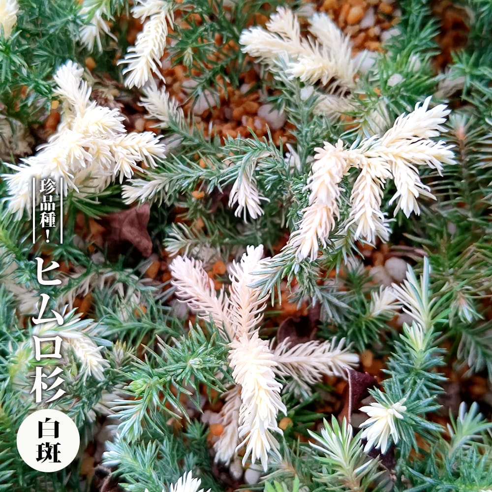 楽天市場】ヒムロスギ 5号白鉢植え : 苗木部 by 花ひろばオンライン