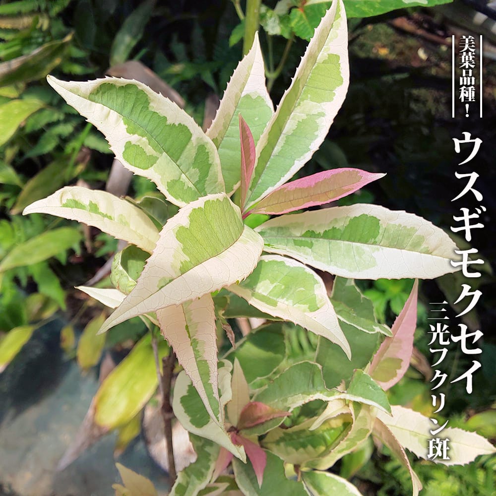 楽天市場】【現品発送】フイリヤツデ 叢雲錦（ムラクモニシキ） 苗木