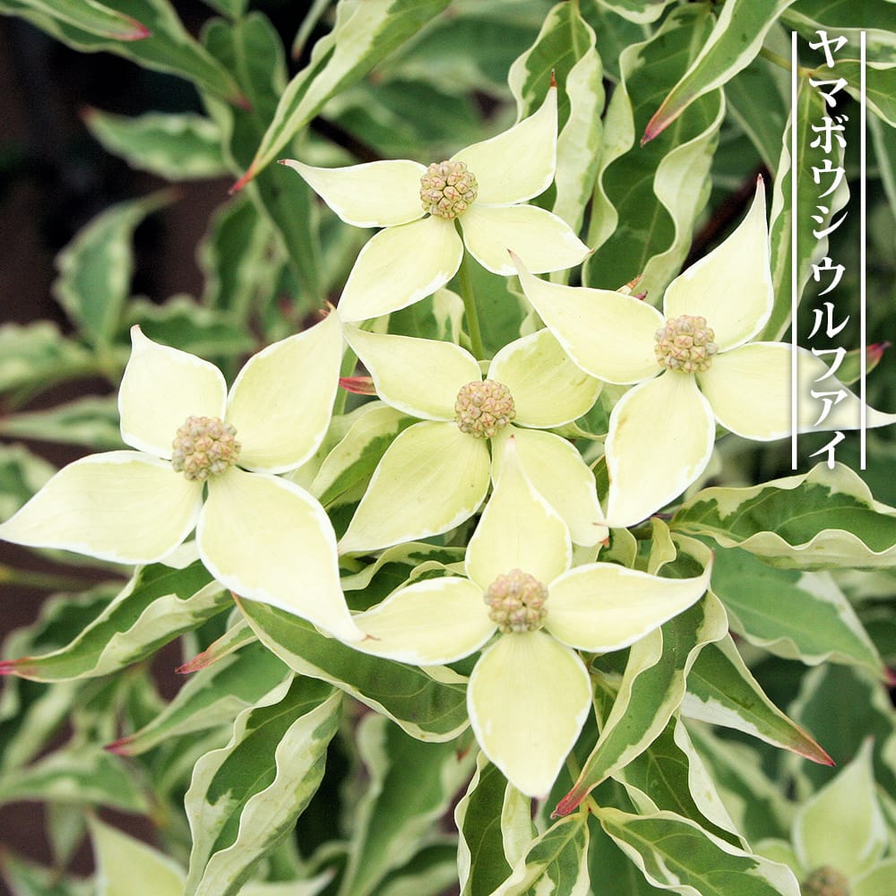 楽天市場】ヤマボウシ 【ミルキーウェイ】 3.5号ポット苗 接木苗