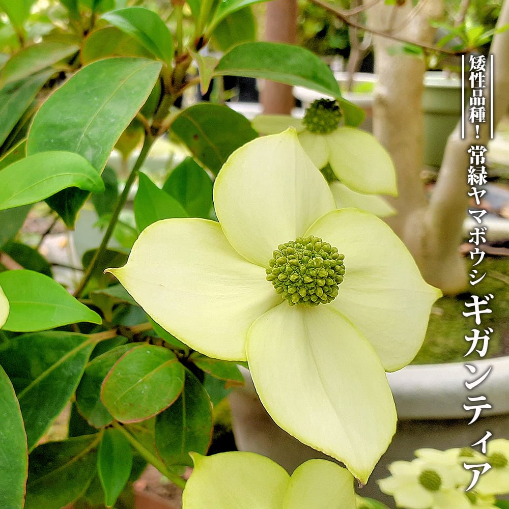 楽天市場】白花 ヤマボウシ 株立ち 苗 庭木 落葉樹 シンボル
