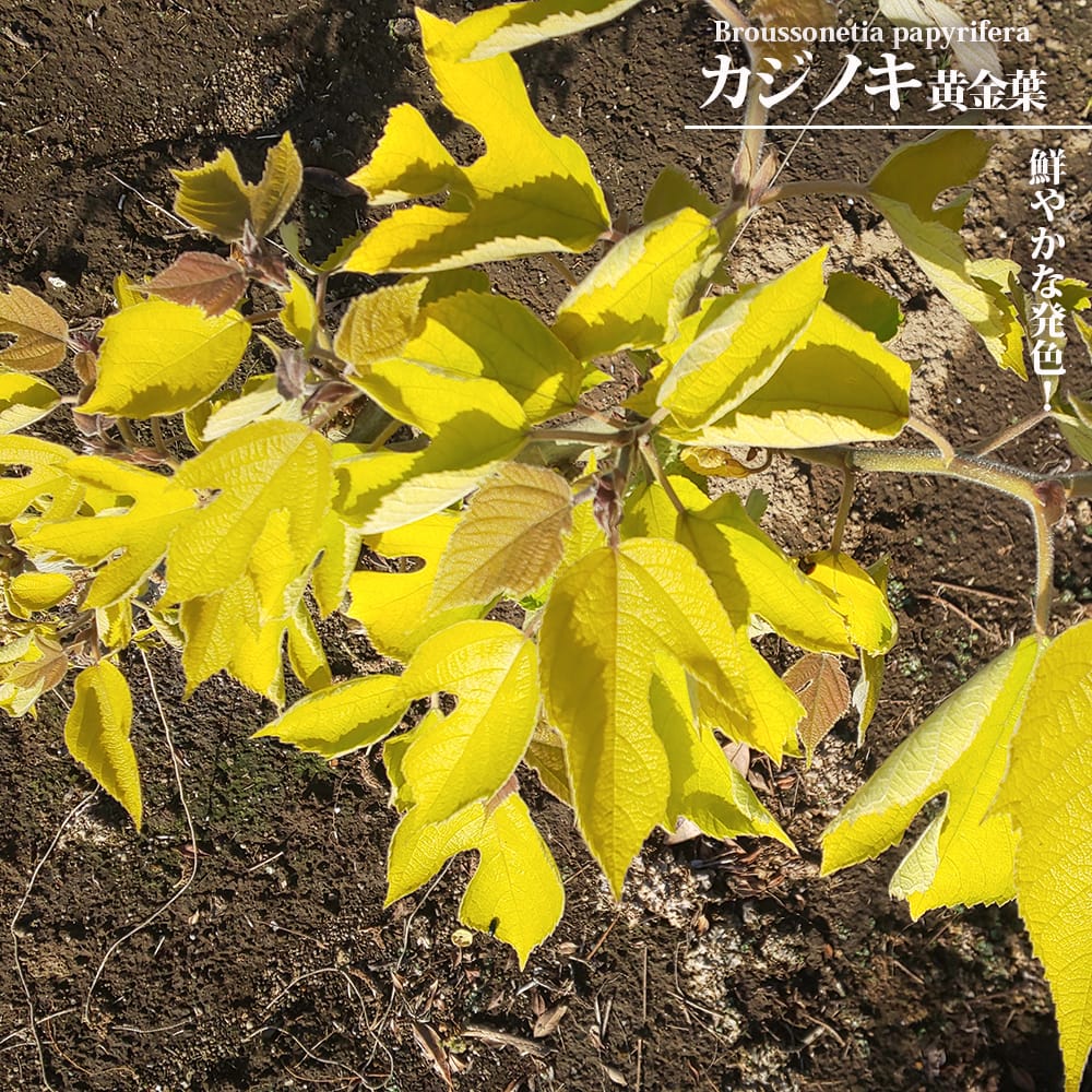 楽天市場】【スノーインサマー】 メラレウカ (ティーツリー) 5号 楽天市場】【スノーインサマー】 メラレウカ (ティーツリー) 5号