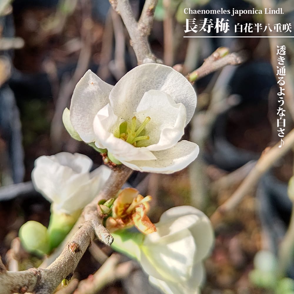 楽天市場】花梅 【紅葉 紅花】 3.5号ポット苗 接木 【ハナヒロバリュー