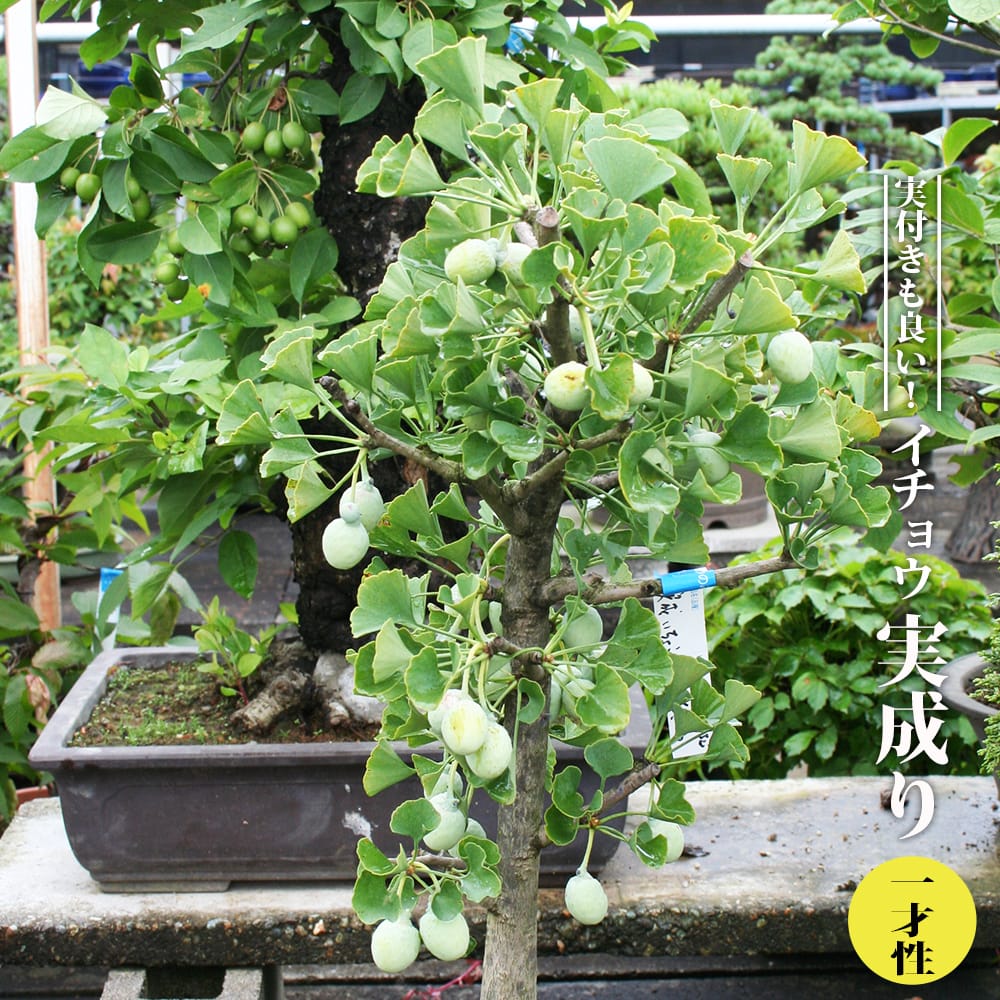 楽天市場】イチョウ 【小葉】 接木 3.5号ポット苗 : 苗木部 by 花