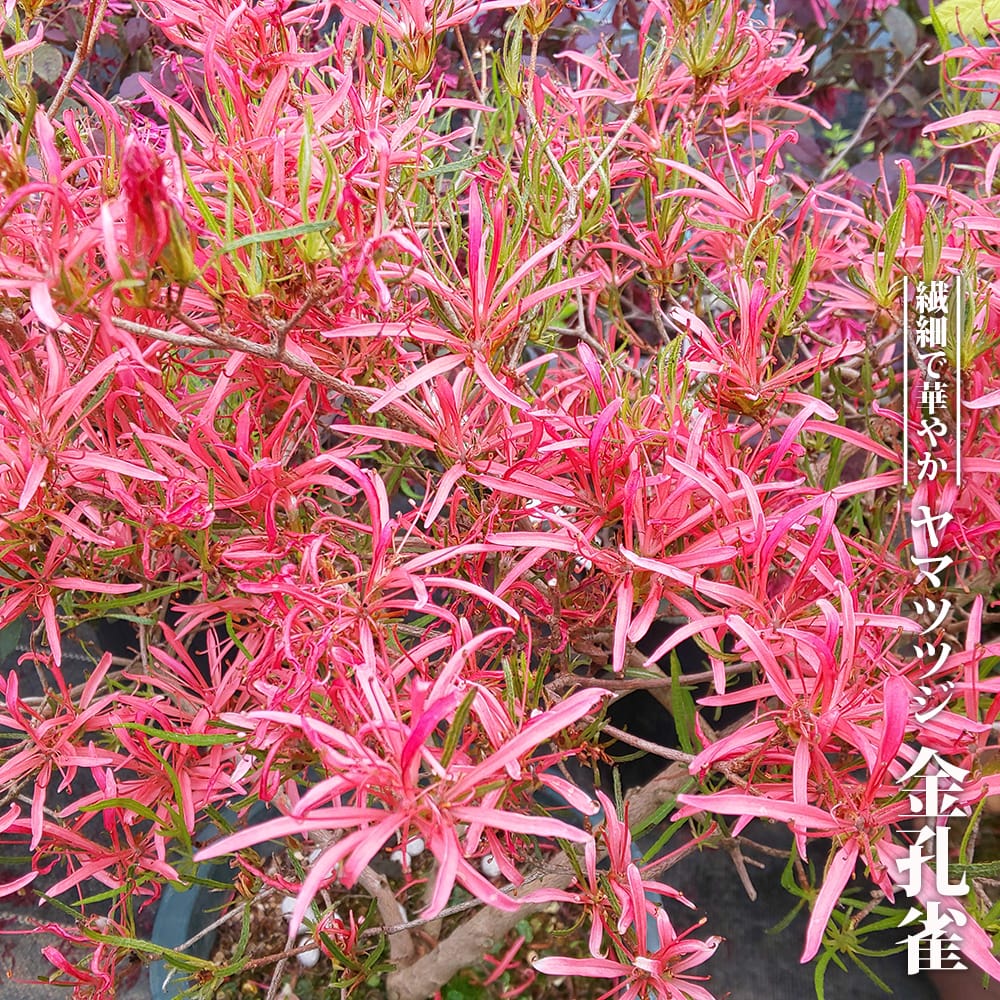楽天市場】ヤマツツジ 【斑入】 3.5号ポット苗 【ハナヒロバリュー