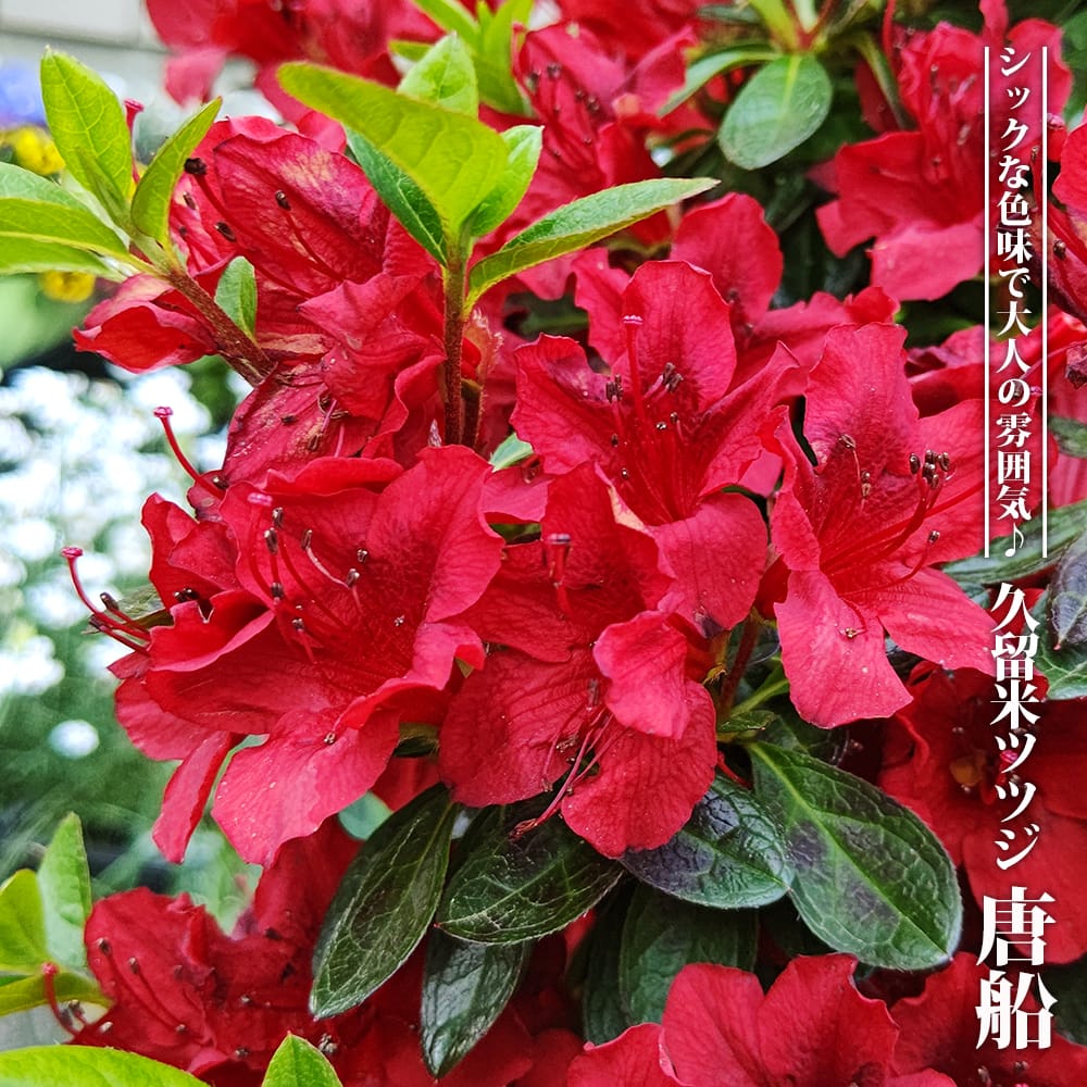 ツツジ赤花25本セット 内長さん専用出品 tsutsuji-j007_01a.jpg