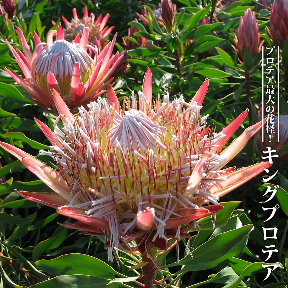 楽天市場】キングプロテア シナロイデス 9cmポット オージープランツ