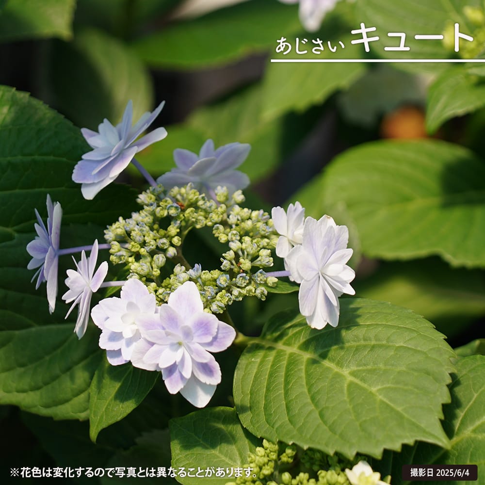 B 紫陽花苗木/正規品∶花カット来季用/BブルーとCピンク2鉢 楽天市場】あじさい 苗 ブルーの通販