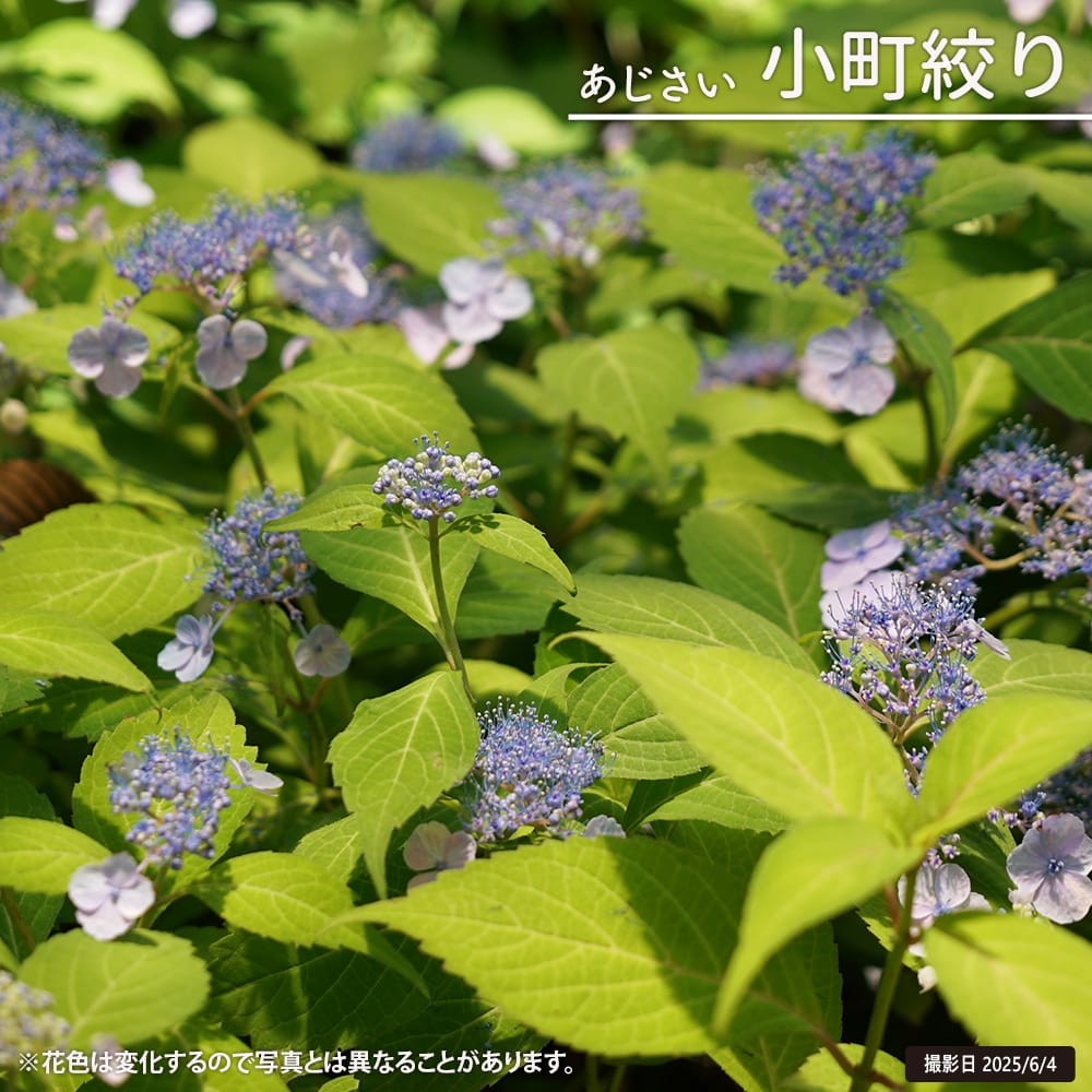 紫陽花さま専用 楽天市場】紫陽花 ヤマアジサイ 【さつき姫】 3号ポット苗