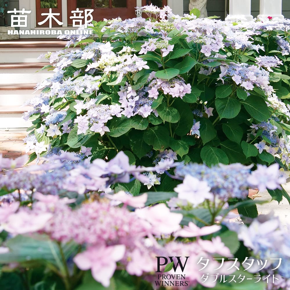 北の蝦夷 大実ハスカップ苗木 (蝦夷山葡萄苗木セット) 楽天市場】【大