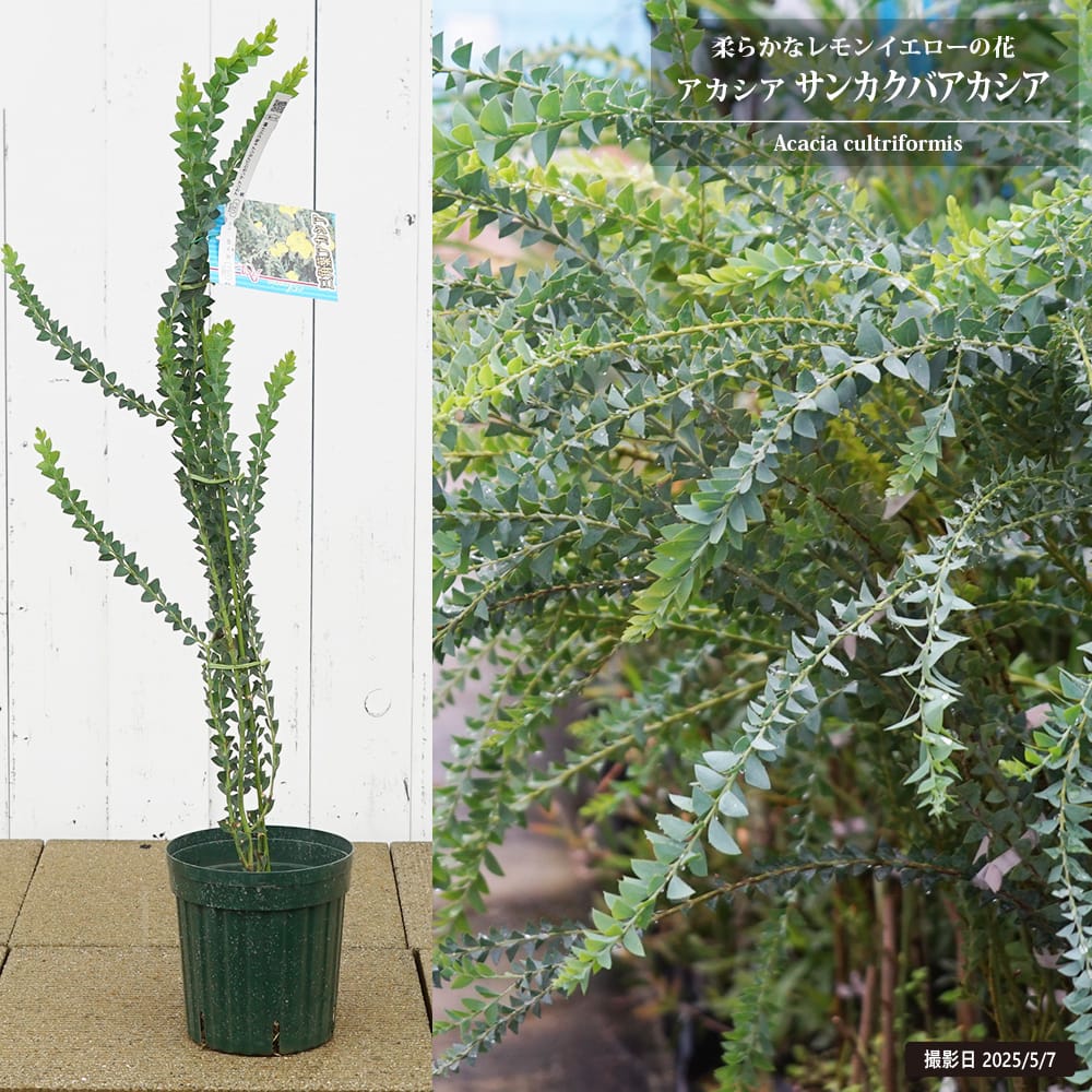 パールアカシア 苗 140cm❗ 8号 ❗大型 綺麗な葉色 整った樹形 パールアカシア 苗 希少大型 整った樹形 綺麗な葉色 200cm 10号鉢