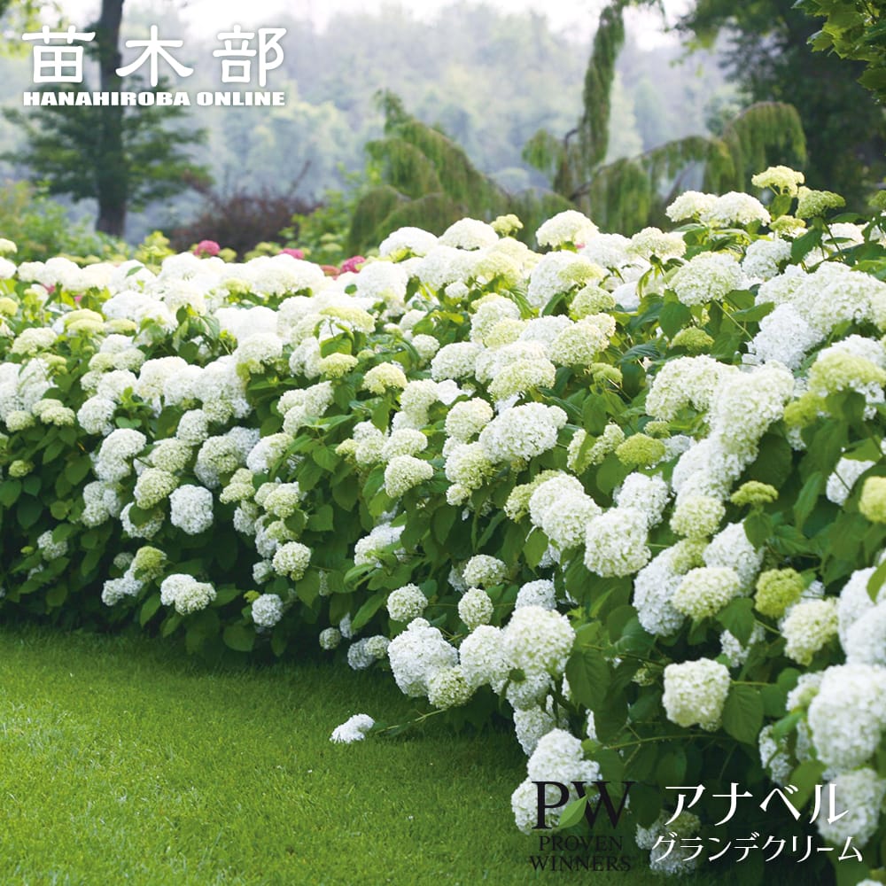 『弾む紫陽花』 弾む紫陽花』