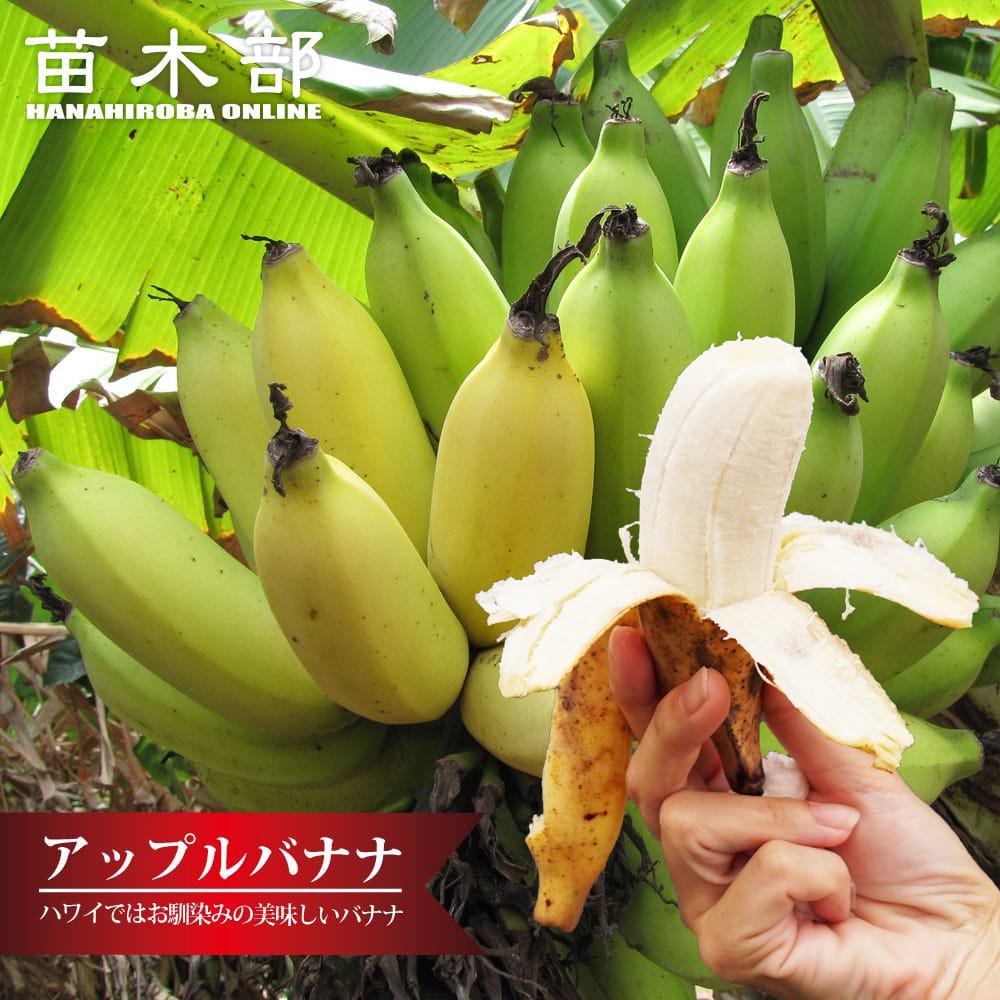 楽天市場】予約販売 バナナ ドワーフナムワーハーディー 苗 12cm