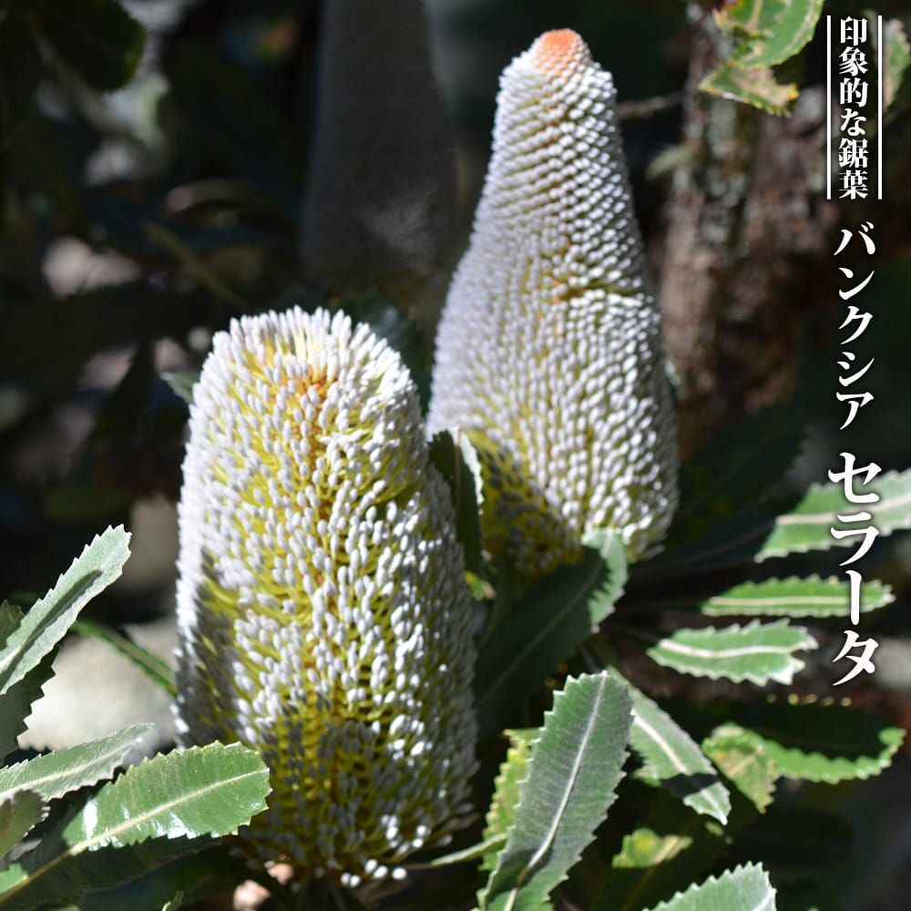 楽天市場】バンクシア・ロブール 4号スリット鉢植え : 苗木部