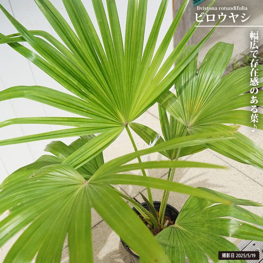 ビロウヤシ。クバ8号 ビロウヤシ。クバ8号大 - メルカリ