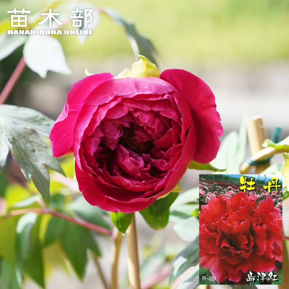 楽天市場】牡丹 苗 【新日月錦 （しんじつげつにしき）】 約0.3m