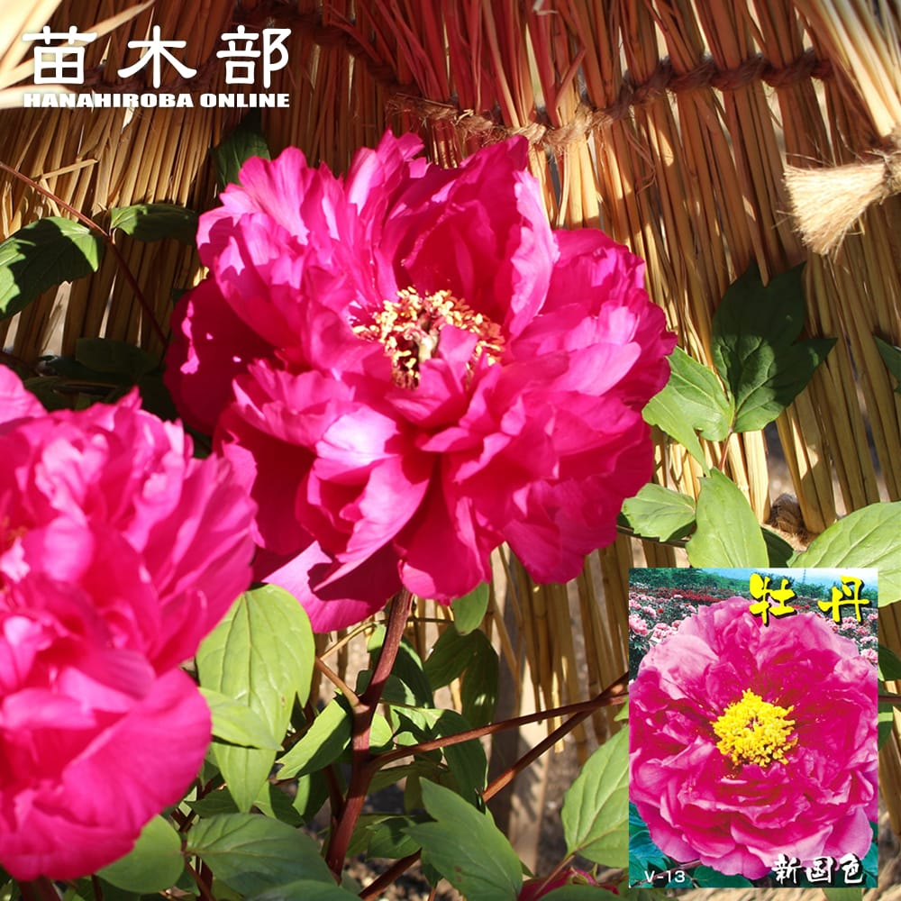 楽天市場】【新日月錦（シンジツゲツニシキ） 】（紅桃色） 牡丹 2年生