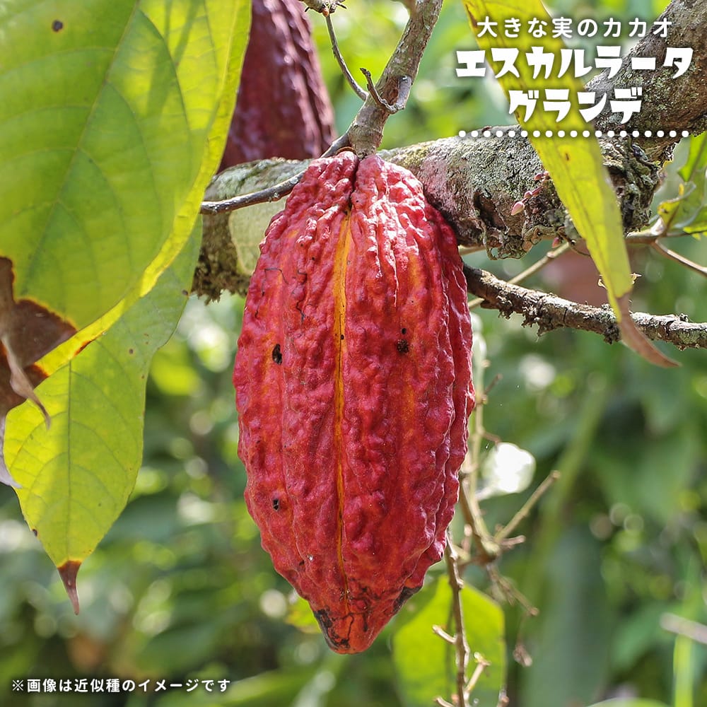 楽天市場】世界一重い木 リグナムバイダ（リグナムバイタ） 2号ポット